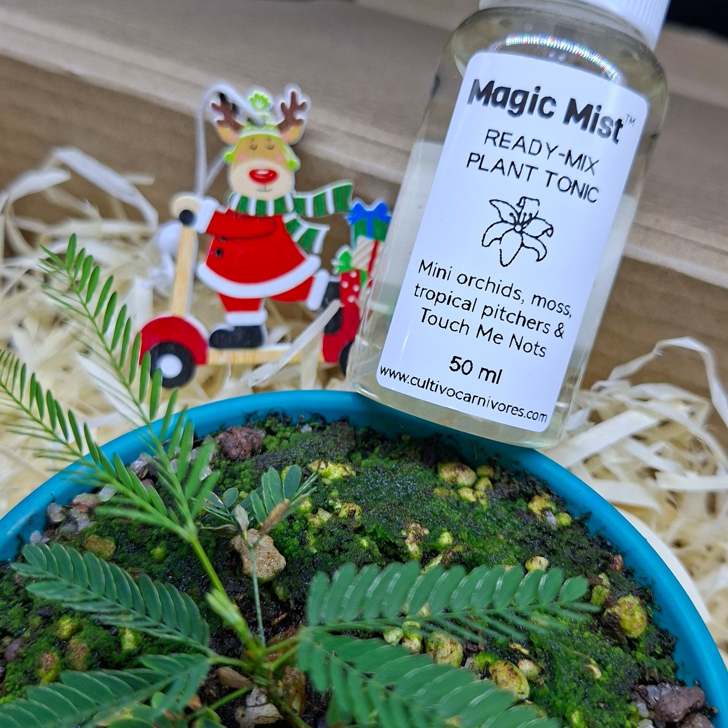 Touch Me Not Box – Interactive Plant Gift Kit