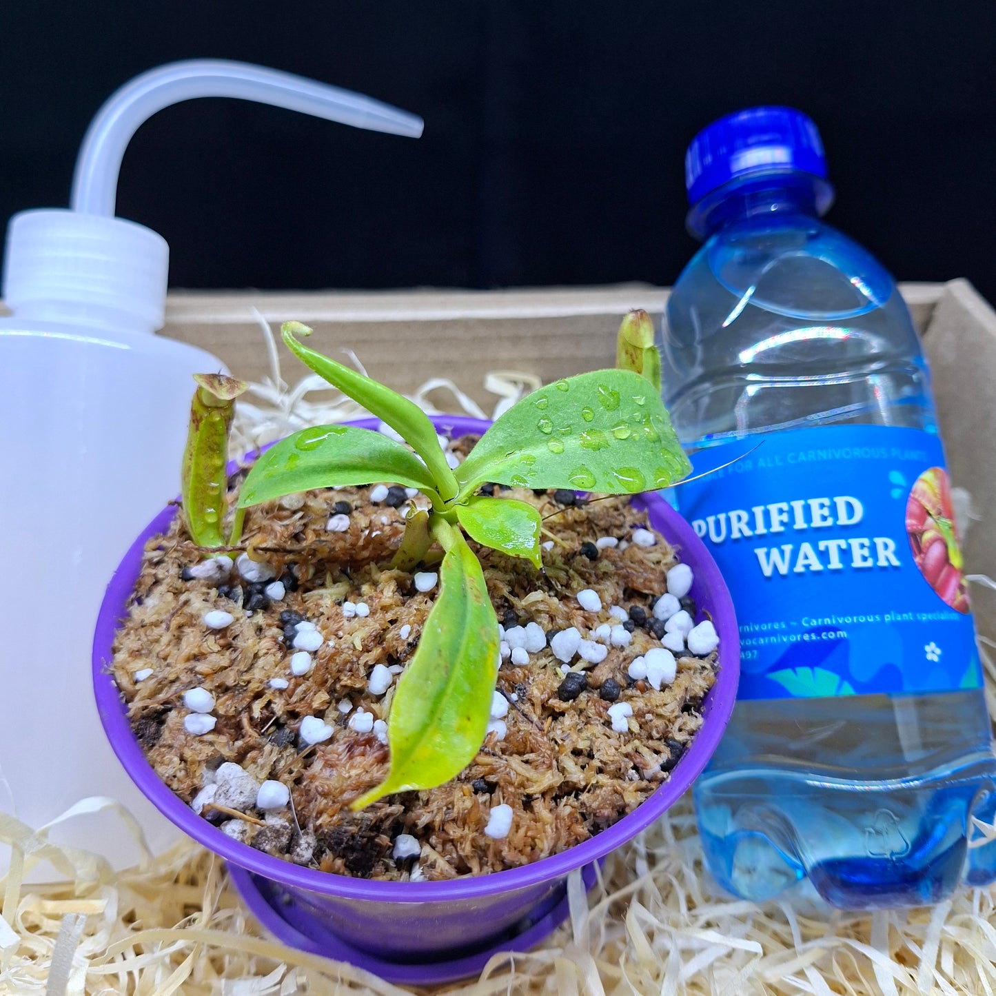 Carnivorous Plant Gift Box • Christmas Edition