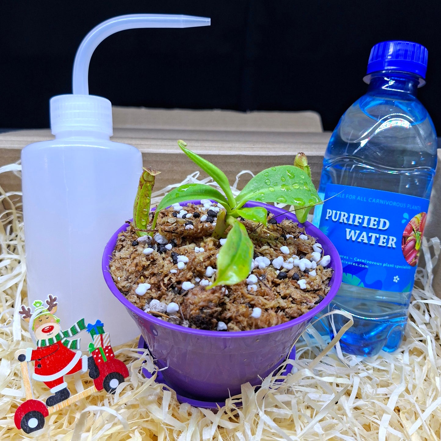 Carnivorous Plant Gift Box • Christmas Edition