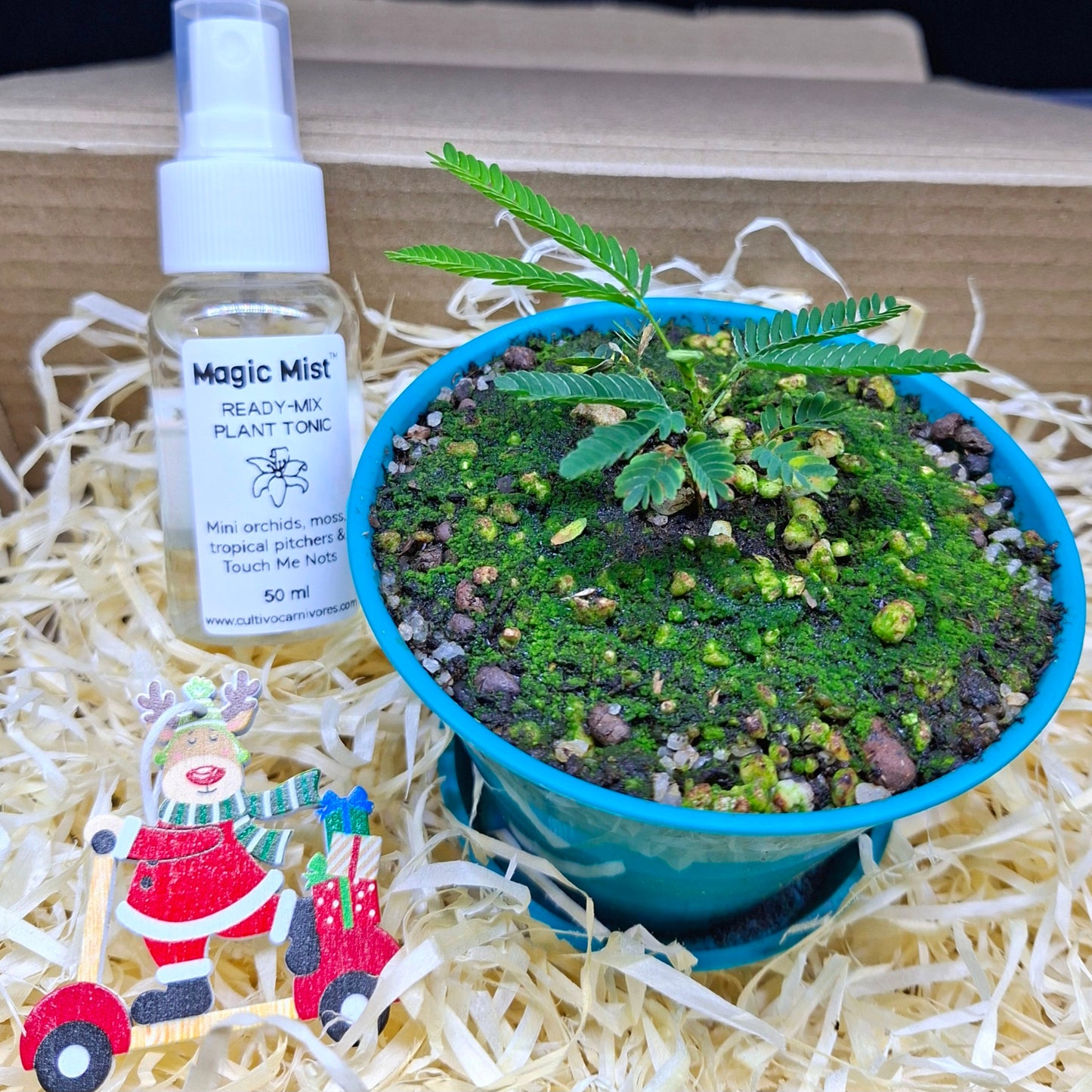 Touch Me Not Box – Interactive Plant Gift Kit
