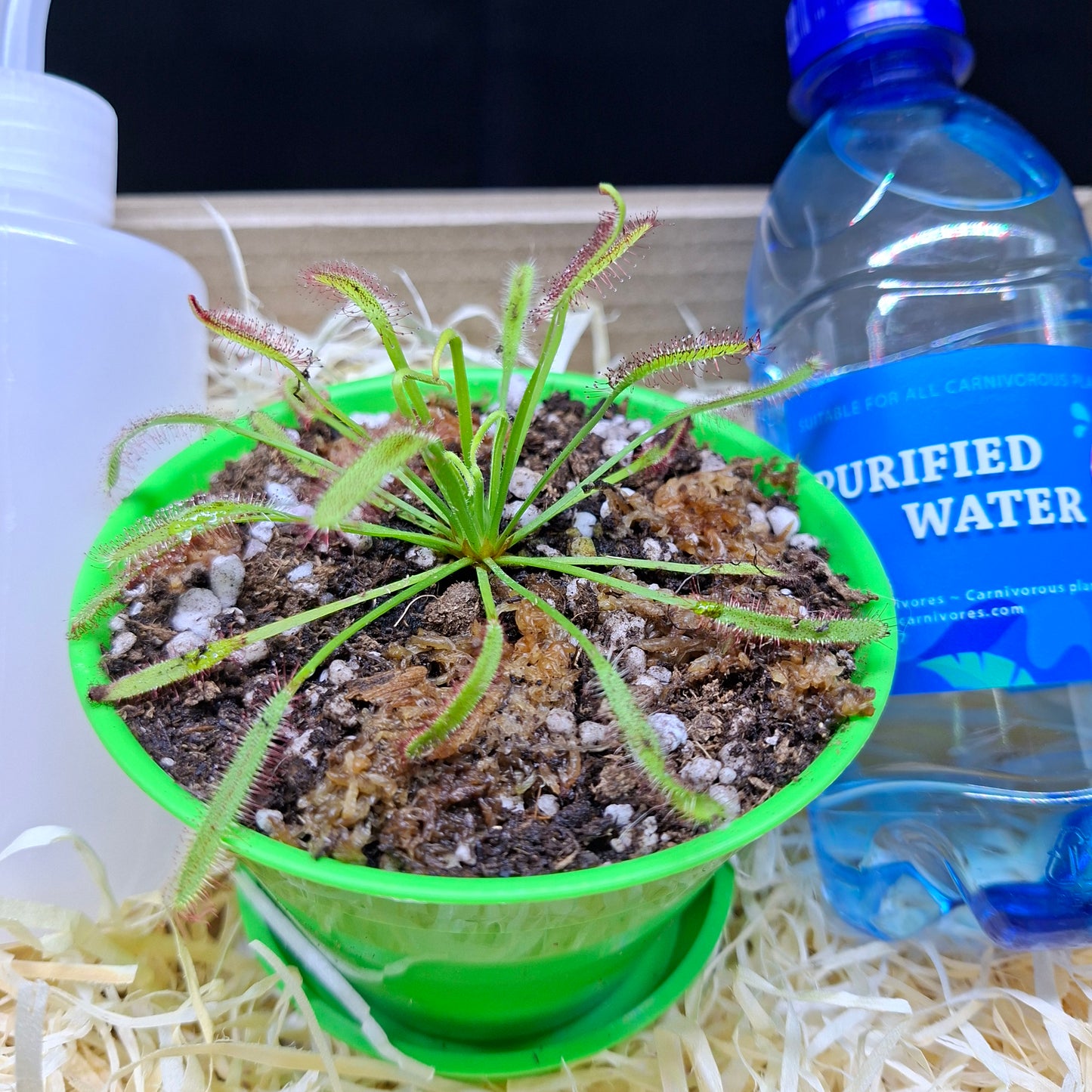 Carnivorous Plant Gift Box • Christmas Edition