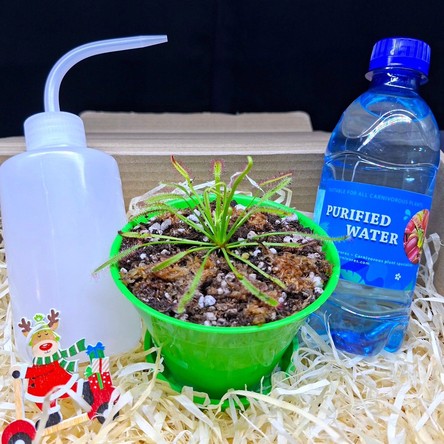 Carnivorous Plant Gift Box • Christmas Edition