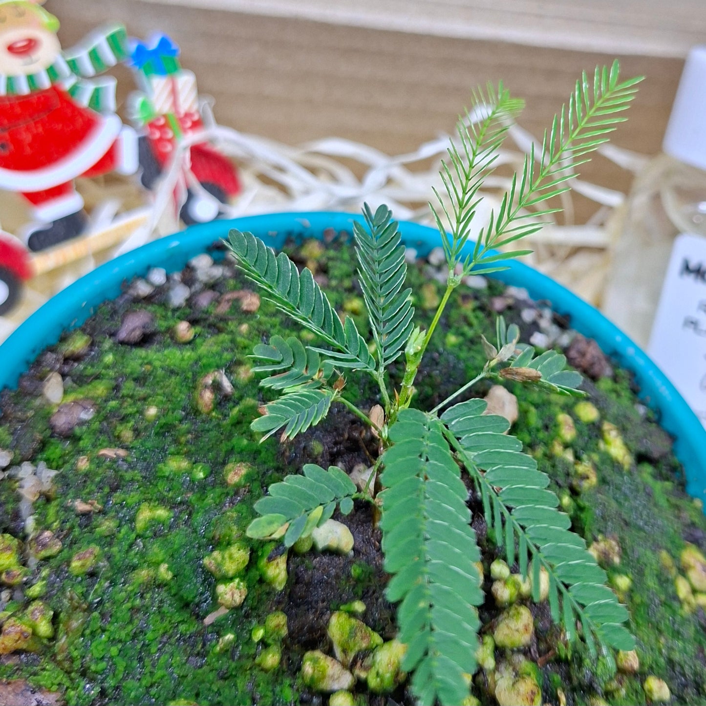 Touch Me Not Box – Interactive Plant Gift Kit