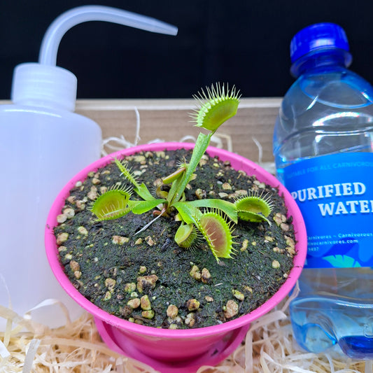 Carnivorous Plant Gift Box • Christmas Edition