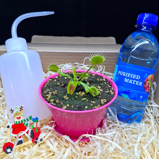Carnivorous Plant Gift Box • Christmas Edition