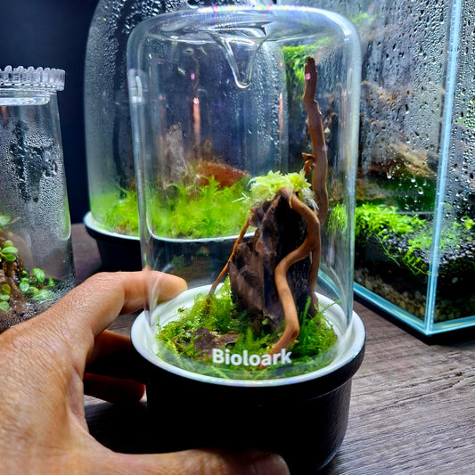 M•O•S•S•Y DOME™ - Mini Terrarium Kit (Christmas Edition)